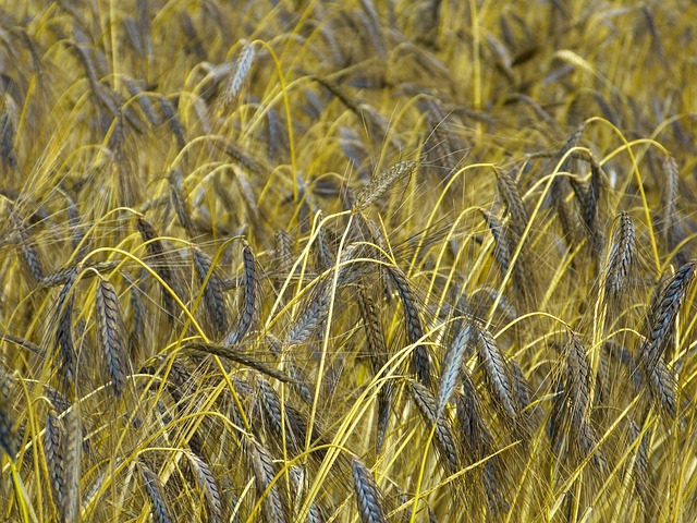 埃默 原粮 小麦 Dicoccum 黑色二粒小麦 - 上的免费照片