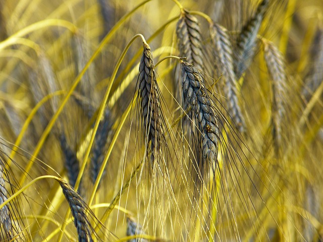 埃默 粮食 小麦 Dicoccum 黑色二粒小麦 - 上的免费照片