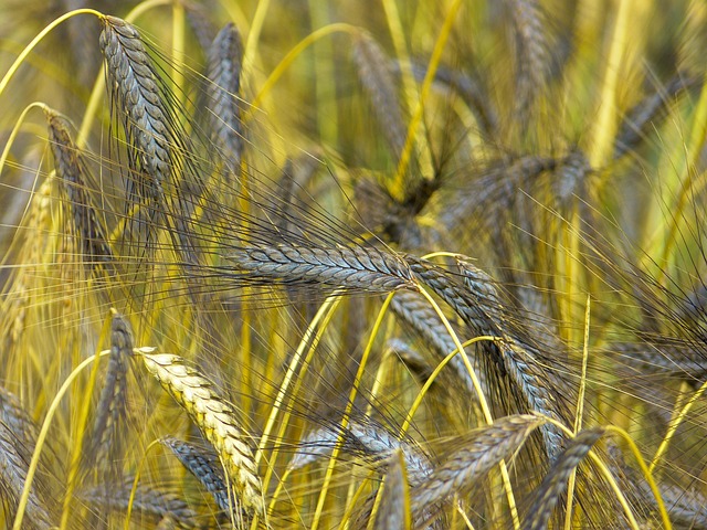 原粮 埃默 小麦 Dicoccum 黑色二粒小麦 - 上的免费照片