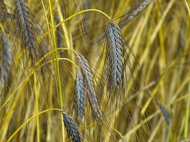 原粮 埃默 小麦变种 - 上的免费照片