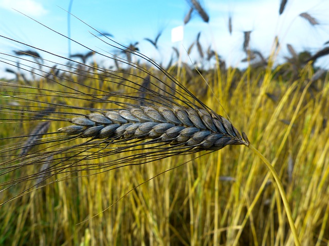原粮 埃默 小麦 Dicoccum 黑色二粒小麦 - 上的免费照片