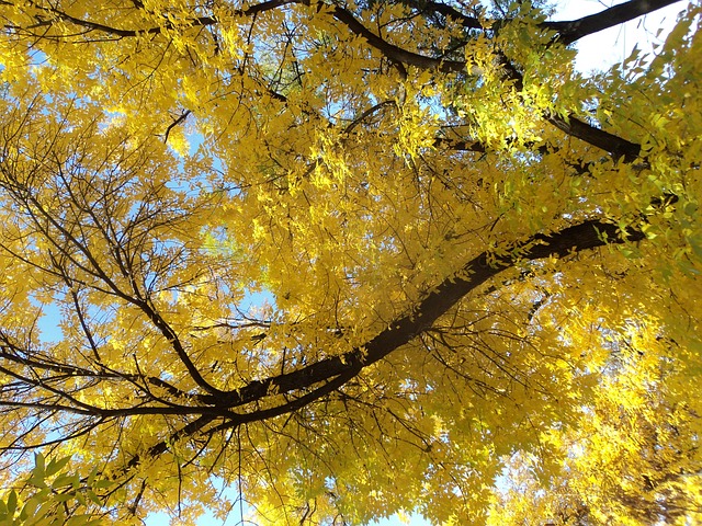 黄冠 灰 秋季 - 上的免费照片