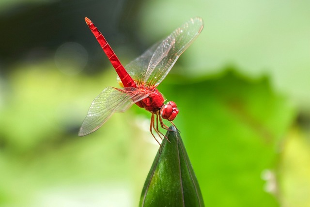 蜻蜓 水 昆虫 - 上的免费照片