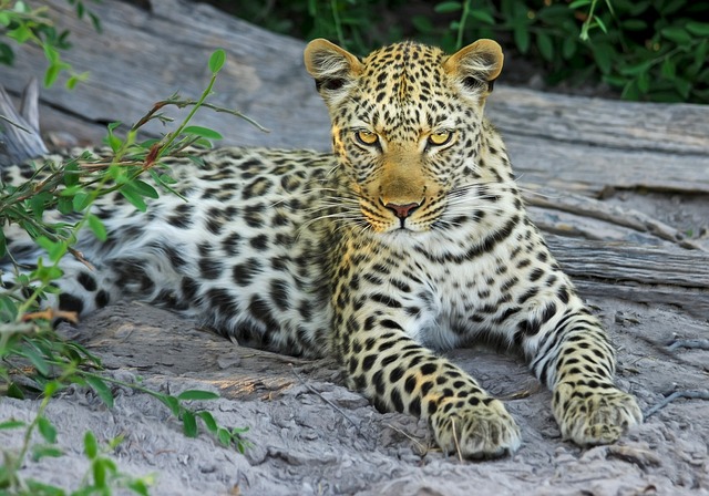 豹 哺乳动物 大猫 - 上的免费照片