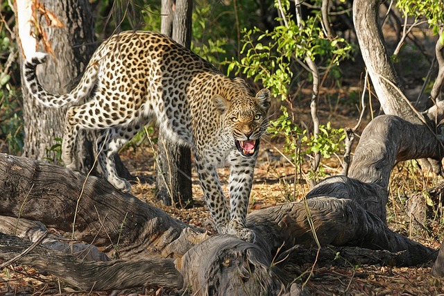豹 大猫 猫科动物 - 上的免费照片