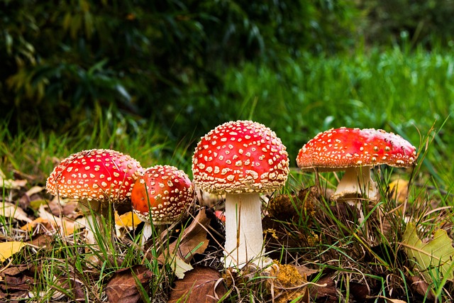 飞木耳 蘑菇 野生蘑菇 - 上的免费照片