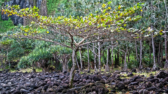 树 留尼汪岛 冷熔岩 - 上的免费照片
