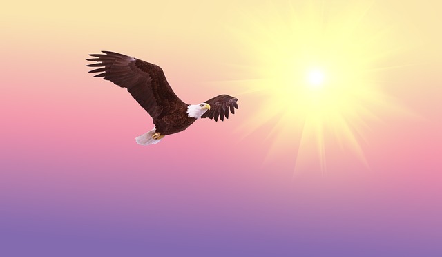 白头鹰 鸟 飞行 - 上的免费图片