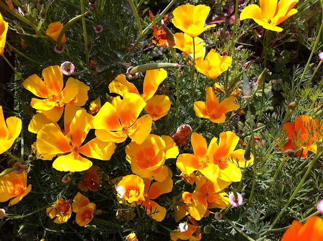 Eschscholzia 夜蛾 花 黄色 - 上的免费照片
