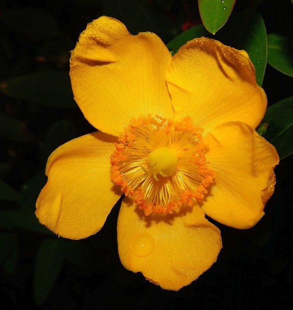 罂粟 Eschscholzia 夜蛾 黄金罂粟 - 上的免费照片