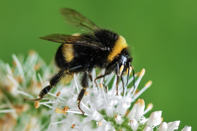 蜜蜂 熊蜂 花 - 上的免费照片