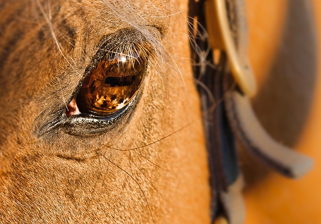 马 眼睛 动物 - 上的免费照片