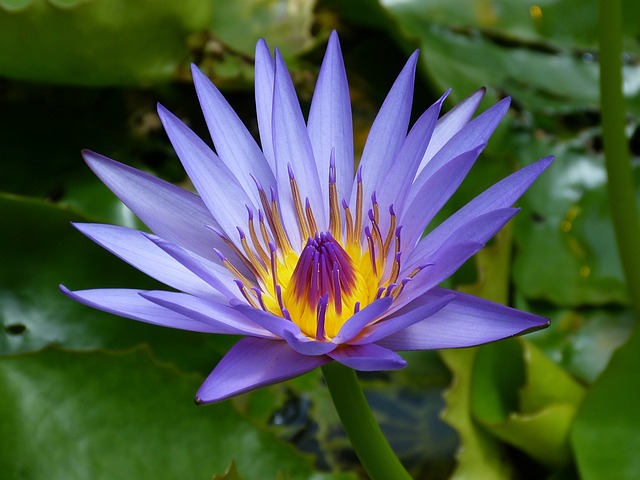 水百合 花 植物 - 上的免费照片