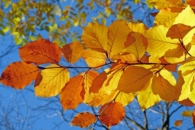 叶子 秋 叶脉 - 上的免费照片
