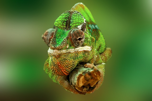 变色龙 爬行动物 蜥蜴 - 上的免费照片