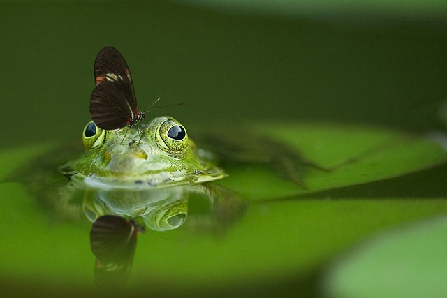 青蛙 蝴蝶 池 - 上的免费照片