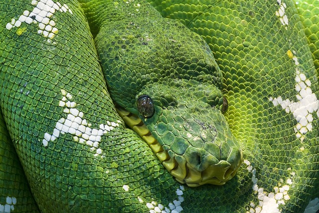 线 Python 动物 - 上的免费照片