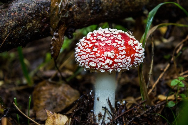 蘑菇 飞木耳 有毒的 - 上的免费照片