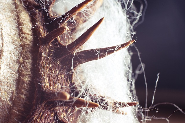 板栗 刺激 纤维 - 上的免费照片