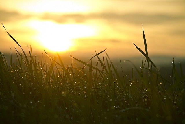 草 日出 太阳 - 上的免费照片