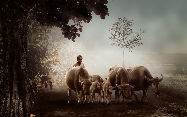 男人 牛 动物 - 上的免费照片