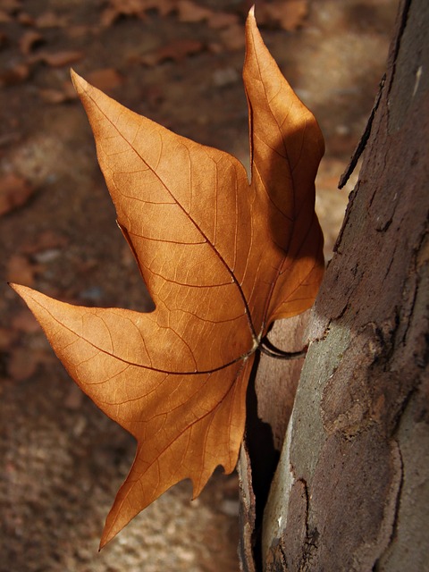 叶 秋叶 布朗 - 上的免费照片