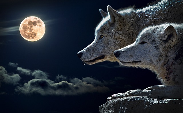 狼 月亮 天空 - 上的免费照片