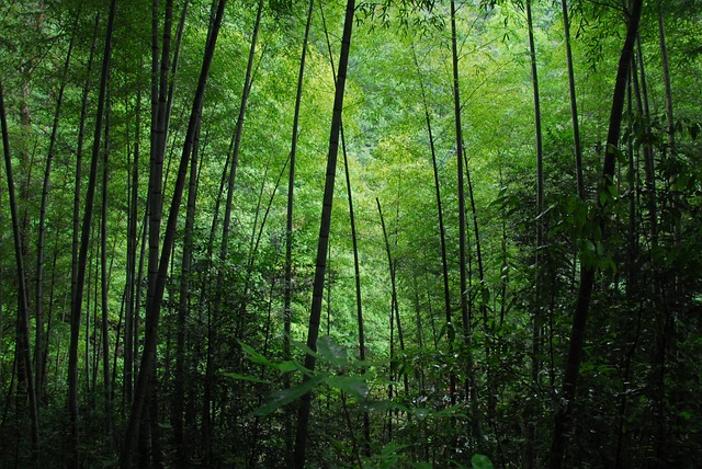 竹林 绿色 - 上的免费照片