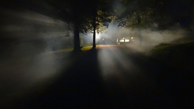 森林 多雾路段 黑暗的 - 上的免费照片