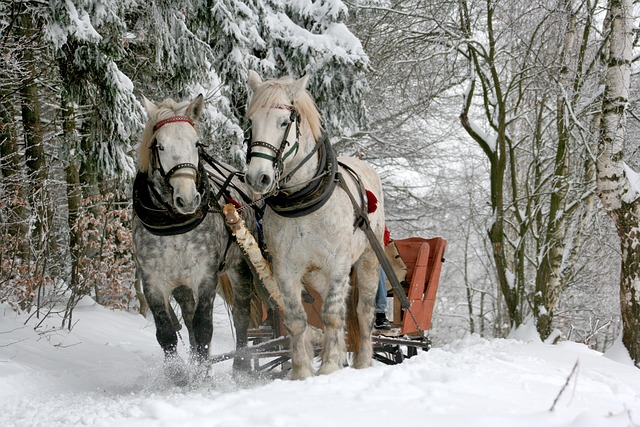 转乘雪橇 马匹 冬天 - 上的免费照片