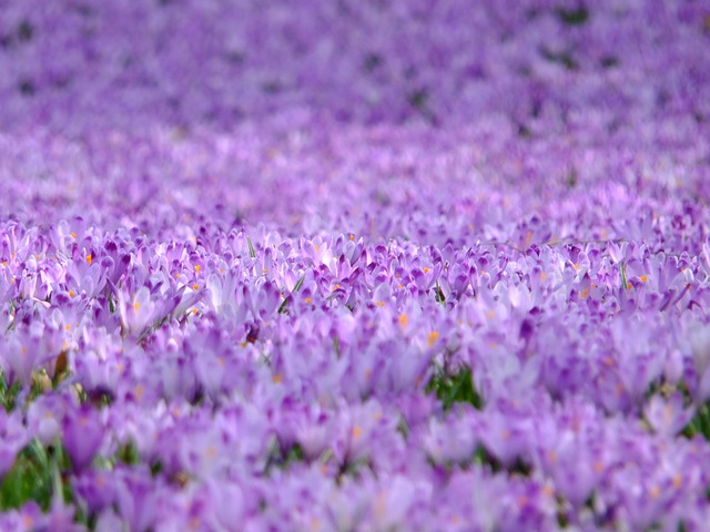 番红花 花朵 紫色 - 上的免费照片