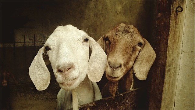 山羊 动物 羊 - 上的免费照片