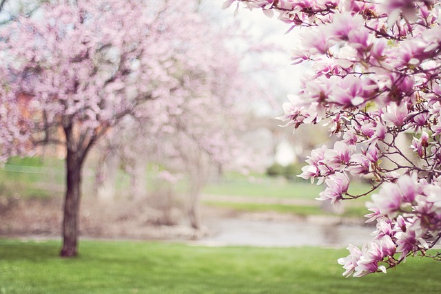 玉兰树 春天 粉红色的花朵 - 上的免费照片