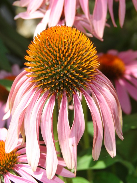 锥花 粉色的 盛开 - 上的免费照片