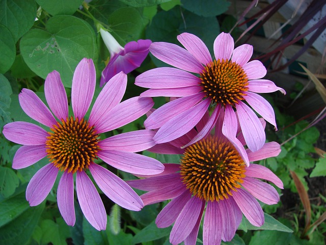 紫锥菊 锥花 花 - 上的免费照片
