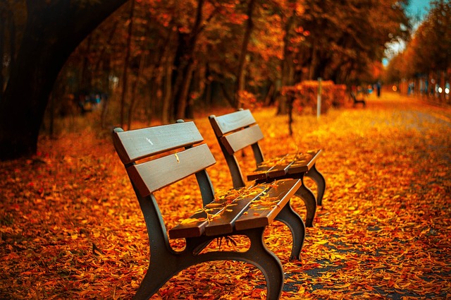 长凳 秋天 公园 - 上的免费照片