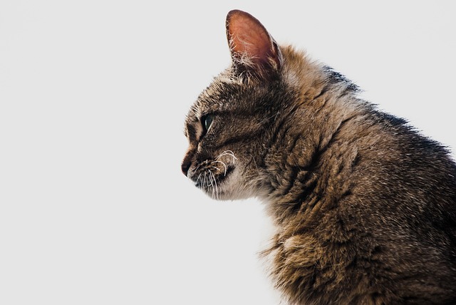 卡策 康图尔 - 上的免费照片