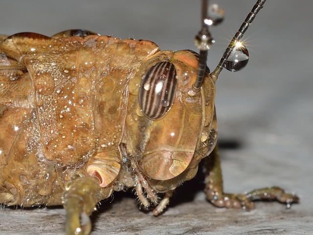 蚂蚱 直翅目 刺槐 - 上的免费照片