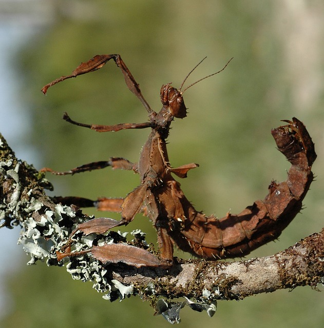 蝎子竹节虫 喝 模仿 - 上的免费照片