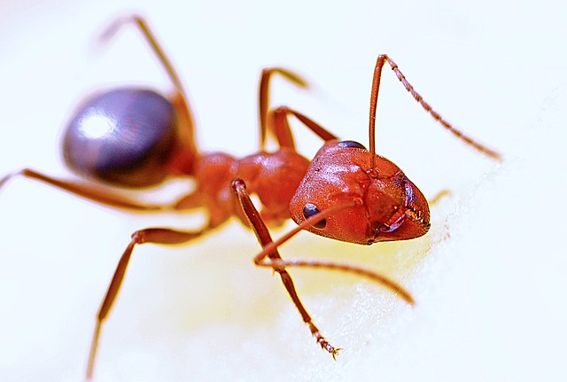 蚂蚁 特写 昆虫 - 上的免费照片