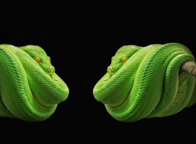 Python 线 绿树蟒 - 上的免费照片