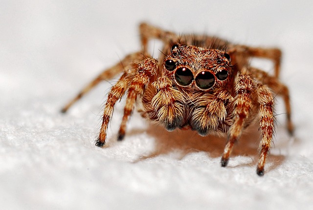 蜘蛛 蛛形纲动物 动物 - 上的免费照片