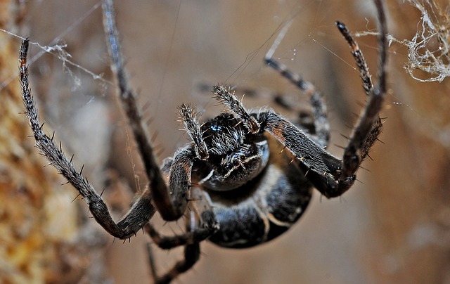 蜘蛛 蛛形纲动物 特写 - 上的免费照片