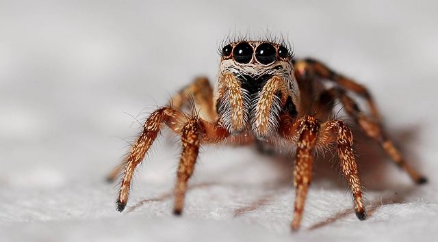 蜘蛛 斑马蜘蛛 蛛形纲动物 - 上的免费照片