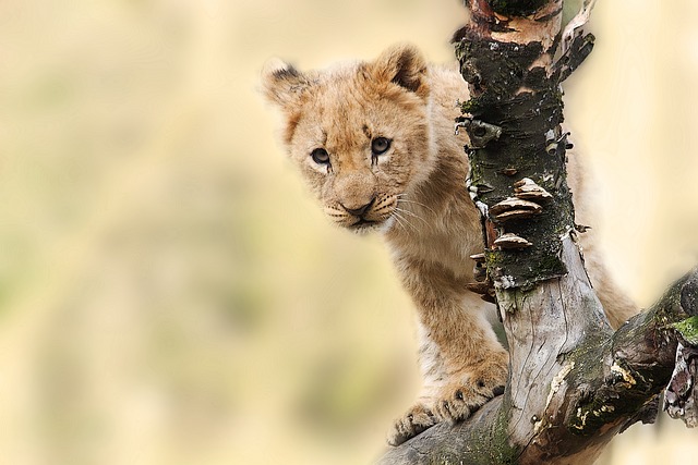 狮子 幼仔 猫 - 上的免费照片