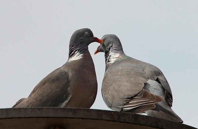 鸽子 鸽子和鸽子 鸽子鸟 - 上的免费照片