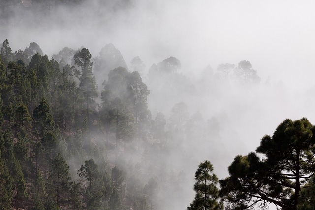 多雾路段 森林 树木 - 上的免费照片