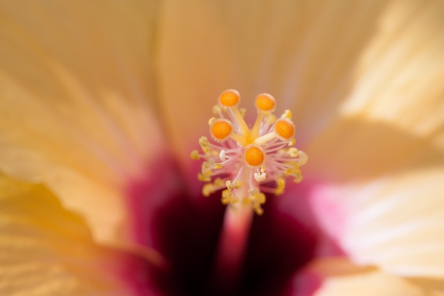 芙蓉 中国玫瑰棉花糖 月季 - 上的免费照片