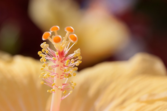 芙蓉 中国玫瑰棉花糖 月季 - 上的免费照片