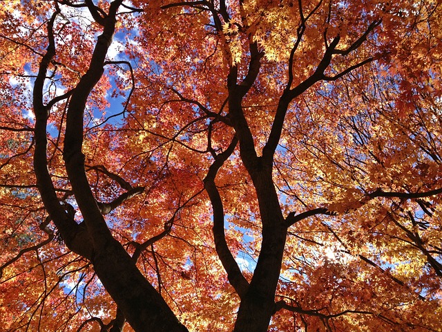 楓葉 树 - 上的免费照片